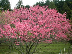 きれいなピンクの花を発見！この花の名称は？