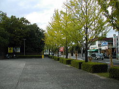 山梨県立美術館前のイチョウ並木。徐々に色づき始めていました