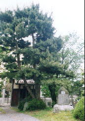 朝顔の松