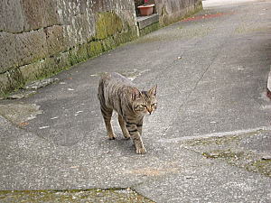 島内にはビロウが3000本