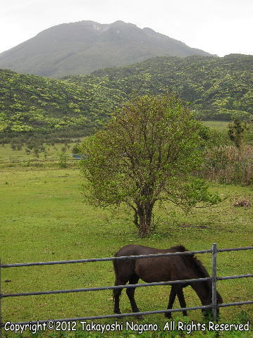 トカラ馬と御岳