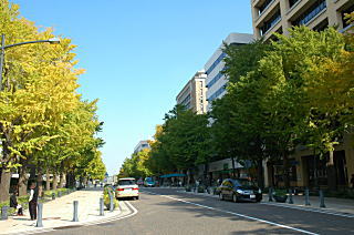 真っ黄色には、今少しの時間が