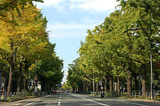 山下公園通りのイチョウ並木